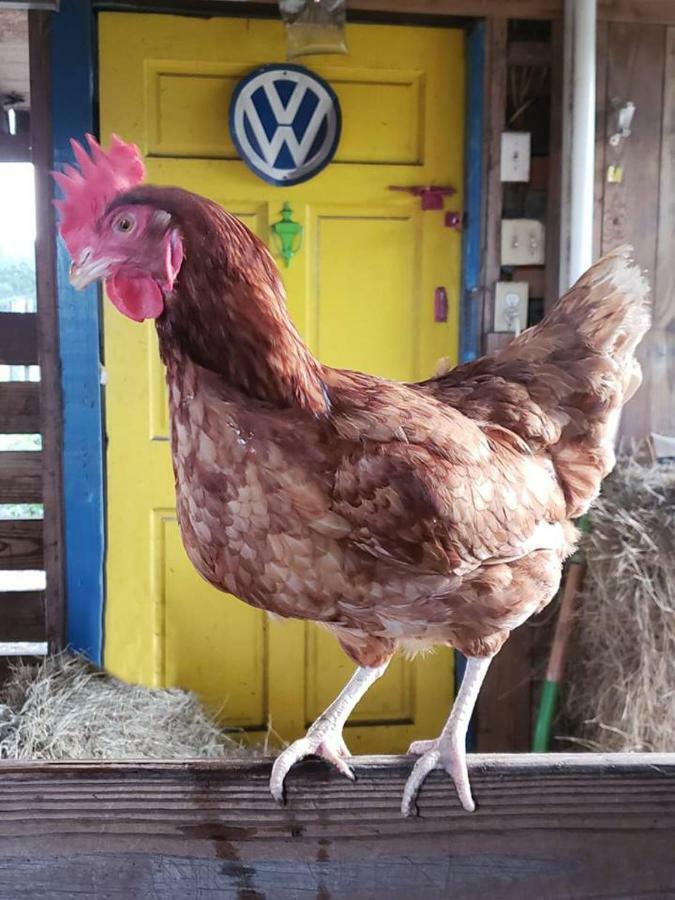 Kokomo Farms لايف أوك المظهر الخارجي الصورة